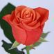 Роза чайно-гибридная 'Гоша' ROSE 'GOSHA' высота 80-150 см Оранжевый 405 фото 2