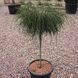Туя на штамбі 'Віпкорд' THUJA PLICATA "WHIPCORD'' висота 140 см Зелений 540 фото 1