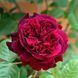 Роза ''Вилиам Шекспир'' ROSE 'WILLIAM SHAKESPEARE' на штамбе высота 140-160 см Пурпурно-красный 305 фото 2