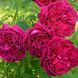 Роза ''Вилиам Шекспир'' ROSE 'WILLIAM SHAKESPEARE' на штамбе высота 140-160 см Пурпурно-красный 305 фото 3