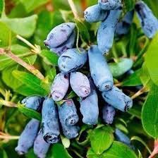 Жимолость &laquo;Аврора&raquo; (LONICERA CAERULEA &lsquo;Aurora&rsquo;) 30-50 см, (вік 2 роки) Темно-синій 925 фото