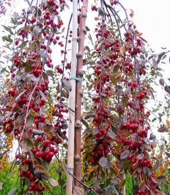 Райское яблоко декоративное (Malus) 170 см Розовый 1075 фото