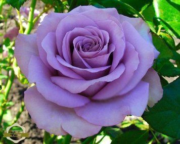 Троянда чайно-гібридна ''Блю Парфюм'' ROSE 'BLUE PARFUM' висота 80-150 см Лавандовий 356 фото