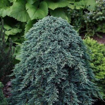 Ялівець на штамбі 'Айс Блю' JUNIPERUS "ICE BLUE" висота 100 см Блакитний 541 фото