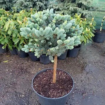 Пихта высокорослая ''Глаука'' ABIES PROCERA 'GLAUKA' на штамбе (привитая) высота 20-100 см, Зеленый 255 фото
