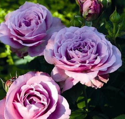 Роза чайно-гибридная ''Блю Парфюм'' ROSE 'BLUE PARFUM' высота 80-150 см Лавандовый 356 фото