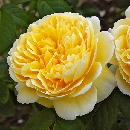 Махрова Английская плетистая роза ''Шарлотта'' ROSE 'CHARLOTTE' Желтый 505 фото