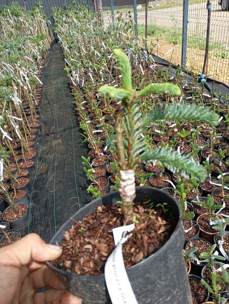 Пихта высокорослая ''Глаука'' ABIES PROCERA 'GLAUKA' на штамбе (привитая) высота 20-100 см, Зеленый 255 фото