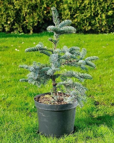 Пихта высокорослая ''Глаука'' ABIES PROCERA 'GLAUKA' на штамбе (привитая) высота 20-100 см, Зеленый 255 фото