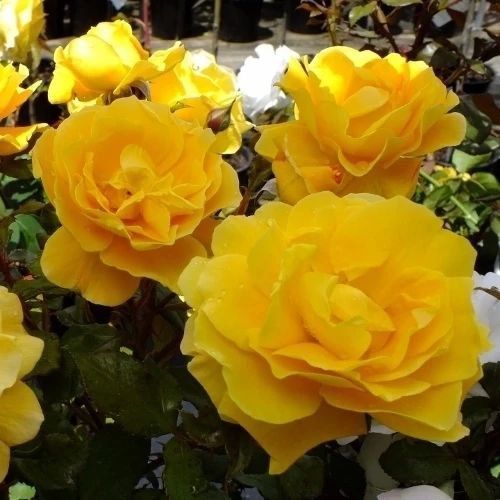 Троянда ''Голден Шоуер'' ROSE 'GOLDEN SHOWERS' на штамбі висота 140-160 см Жовтий 306 фото