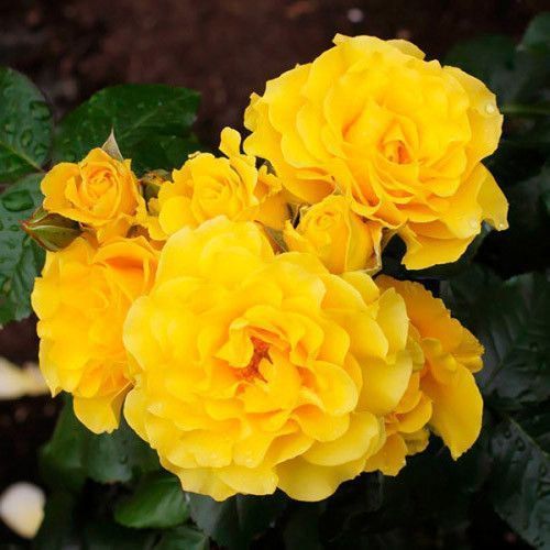 Троянда ''Голден Шоуер'' ROSE 'GOLDEN SHOWERS' на штамбі висота 140-160 см Жовтий 306 фото