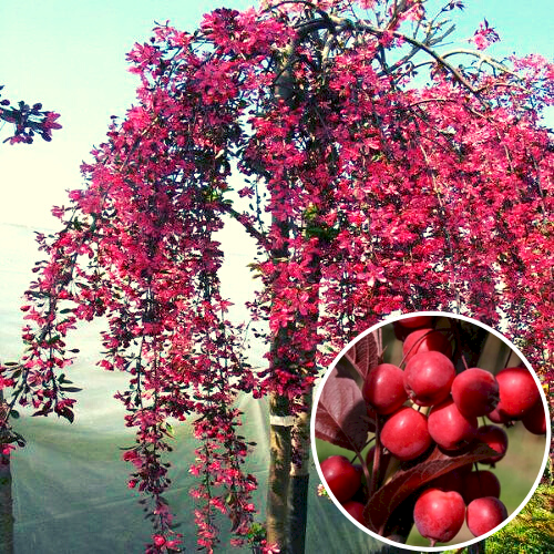 Райское яблоко декоративное (Malus) 170 см Розовый 1075 фото