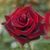 Роза чайно-гибридная ''Баркарола'' ROSE 'BARKAROLE' высота 80-150 см Темно-красный 406 фото