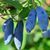 Жимолость &laquo;Аврора&raquo; (LONICERA CAERULEA &lsquo;Aurora&rsquo;) 30-50 см, (вік 2 роки) Темно-синій 925 фото