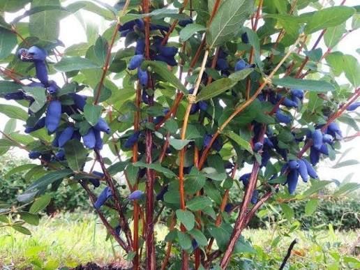 Жимолость &laquo;Аврора&raquo; (LONICERA CAERULEA &lsquo;Aurora&rsquo;) 30-50 см, (вік 2 роки) Темно-синій 925 фото