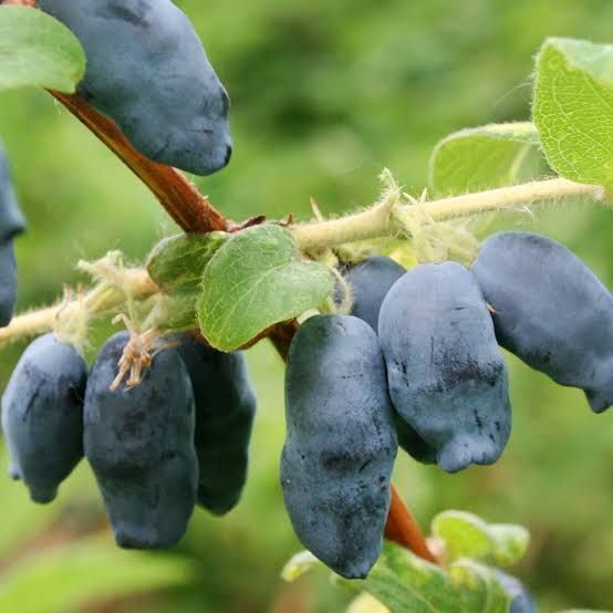 Жимолость &laquo;Аврора&raquo; (LONICERA CAERULEA &lsquo;Aurora&rsquo;) 30-50 см, (вік 2 роки) Темно-синій 925 фото