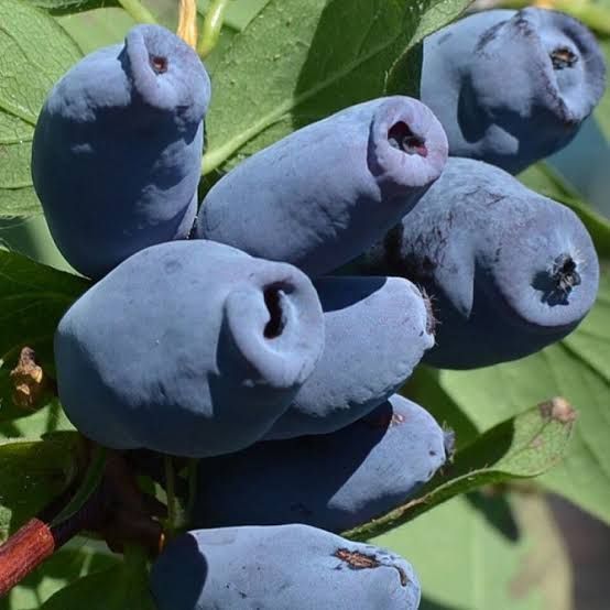 Жимолость &laquo;Аврора&raquo; (LONICERA CAERULEA &lsquo;Aurora&rsquo;) 30-50 см, (вік 2 роки) Темно-синій 925 фото