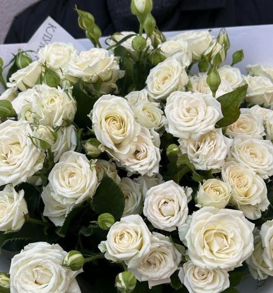 Дрібноквіткова, спрей троянда ''Джозефіна'' ROSE 'JOSEPHINE' висота від 100 до 120 см Білий 456 фото