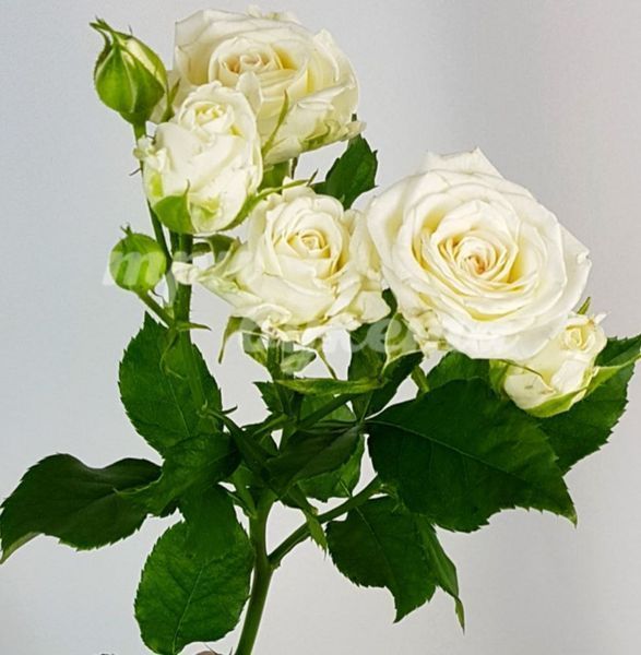 Дрібноквіткова, спрей троянда ''Джозефіна'' ROSE 'JOSEPHINE' висота від 100 до 120 см Білий 456 фото