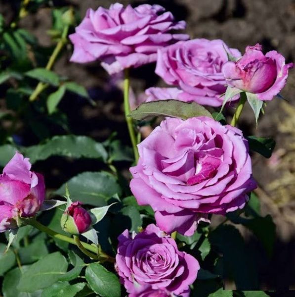 Роза чайно-гибридная ''Блю Парфюм'' ROSE 'BLUE PARFUM' высота 80-150 см Лавандовый 356 фото