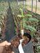 Пихта высокорослая ''Глаука'' ABIES PROCERA 'GLAUKA' на штамбе (привитая) высота 20-100 см, Зеленый 255 фото 4