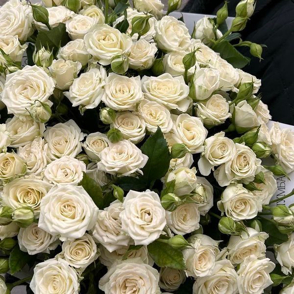Дрібноквіткова, спрей троянда ''Джозефіна'' ROSE 'JOSEPHINE' висота від 100 до 120 см Білий 456 фото