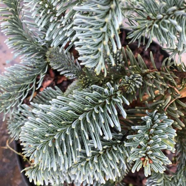 Пихта высокорослая ''Глаука'' ABIES PROCERA 'GLAUKA' на штамбе (привитая) высота 20-100 см, Зеленый 255 фото