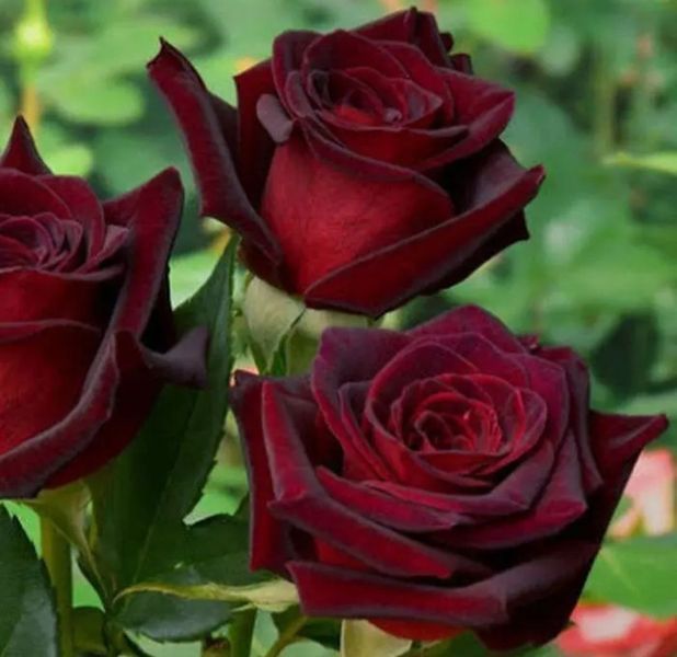 Роза чайно-гибридная ''Баркарола'' ROSE 'BARKAROLE' высота 80-150 см Темно-красный 406 фото