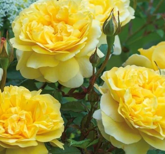 Махрова Английская плетистая роза ''Шарлотта'' ROSE 'CHARLOTTE' Желтый 505 фото