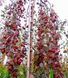 Райское яблоко декоративное (Malus) 170 см Розовый 1075 фото 4