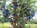 Жимолость &laquo;Аврора&raquo; (LONICERA CAERULEA &lsquo;Aurora&rsquo;) 30-50 см, (вік 2 роки) Темно-синій 925 фото 3