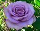 Роза чайно-гибридная ''Блю Парфюм'' ROSE 'BLUE PARFUM' высота 80-150 см Лавандовый 356 фото 1