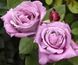 Роза чайно-гибридная ''Блю Парфюм'' ROSE 'BLUE PARFUM' высота 80-150 см Лавандовый 356 фото 2