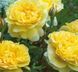 Махрова Английская плетистая роза ''Шарлотта'' ROSE 'CHARLOTTE' Желтый 505 фото 2