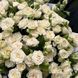 Дрібноквіткова, спрей троянда ''Джозефіна'' ROSE 'JOSEPHINE' висота від 100 до 120 см Білий 456 фото 3