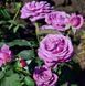 Роза чайно-гибридная ''Блю Парфюм'' ROSE 'BLUE PARFUM' высота 80-150 см Лавандовый 356 фото 4
