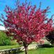 Райское яблоко декоративное (Malus) 170 см Розовый 1075 фото 3