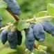 Жимолость &laquo;Аврора&raquo; (LONICERA CAERULEA &lsquo;Aurora&rsquo;) 30-50 см, (вік 2 роки) Темно-синій 925 фото 4