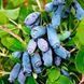 Жимолость &laquo;Аврора&raquo; (LONICERA CAERULEA &lsquo;Aurora&rsquo;) 30-50 см, (вік 2 роки) Темно-синій 925 фото 2