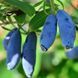 Жимолость &laquo;Аврора&raquo; (LONICERA CAERULEA &lsquo;Aurora&rsquo;) 30-50 см, (вік 2 роки) Темно-синій 925 фото 1