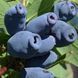 Жимолость &laquo;Аврора&raquo; (LONICERA CAERULEA &lsquo;Aurora&rsquo;) 30-50 см, (вік 2 роки) Темно-синій 925 фото 5