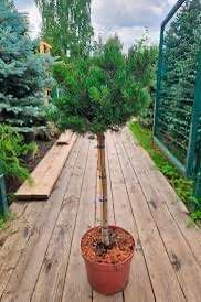 Сосна гірська ''Карнак'' PINUS MUGO 'KRNAK' на штамбі висота 70 см Яскраво-зелений 828 фото