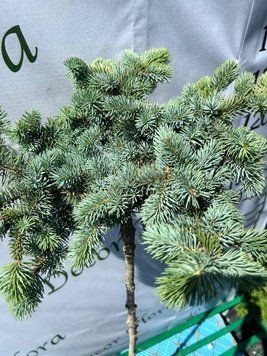 Ель белобокая PICEA PUNGENS 'BIALOBOK' на штамбе, высота 150 см, Зеленый 542 фото