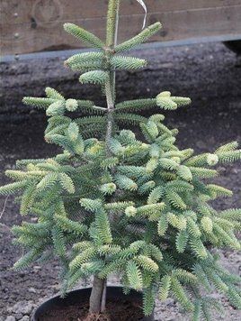 Пихта испанская ''Келлерис'' ABIES PINSAPO 'KELLERIIS' на штамбе (привитая) высота 20-100 см, Зеленый 256 фото