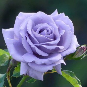 Троянда чайно-гібридна ''Голубий Ніл'' ROSE 'BLUE NILE' висота 30-40 см Бузковий 407 фото