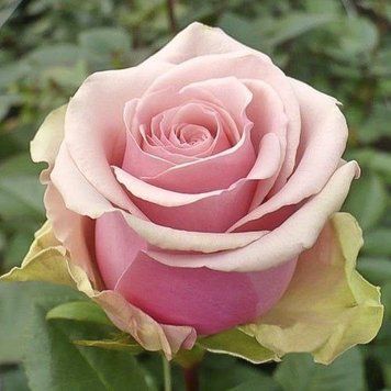 Троянда чайно-гібридна ''Бель роуз'' ROSE 'BELLE ROSE' висота 80-150 см Ніжно-рожевий 357 фото