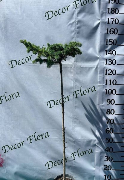 Ель белобокая PICEA PUNGENS 'BIALOBOK' на штамбе, высота 150 см, Зеленый 542 фото