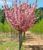 Сакура ''Канзан'' PRUNUS SERRULATA 'KANZAN' на штамбі висота 120-160 см глечик 5 л ЗКС Рожевий 215 фото