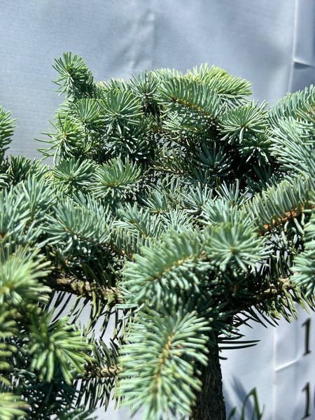 Ель белобокая PICEA PUNGENS 'BIALOBOK' на штамбе, высота 150 см, Зеленый 542 фото