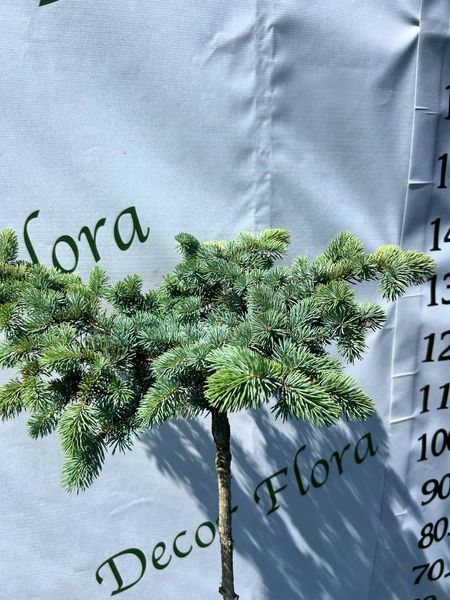 Ель белобокая PICEA PUNGENS 'BIALOBOK' на штамбе, высота 150 см, Зеленый 542 фото